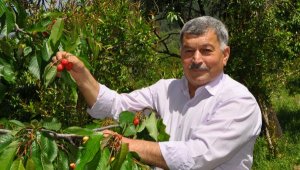 Turfanda kirazın kilosu 15 lira