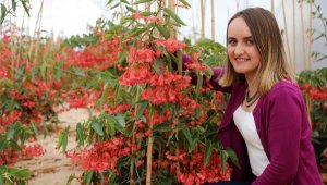 Yenilebilir çiçek salgın nedeniyle dalında kaldı