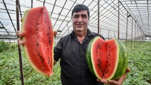 10 yıldır kekik aromalı karpuz üretiyor