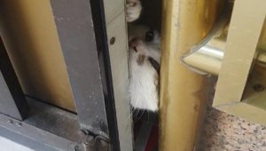 'Bihter'i sıkıştığı yerden itfaiye kurtardı