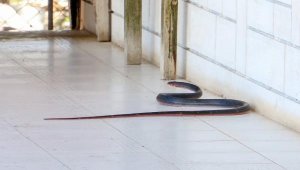 'Zehirli yılanlar gece çıkıyor, sahillerde ayakkabıyla dolaşın'