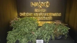 Aksu'da kenevir operasyonu: 1 gözaltı