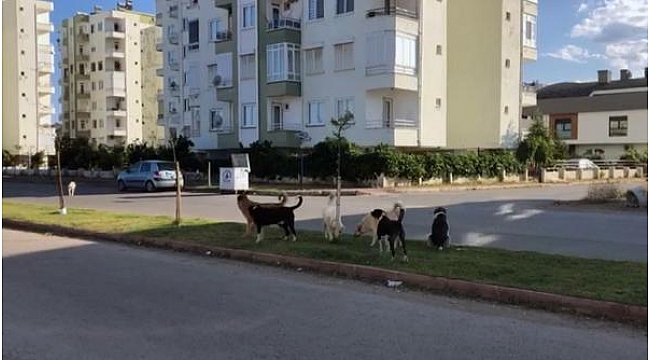 Antalya'da oteller bölgesinde başıboş köpek korkusu