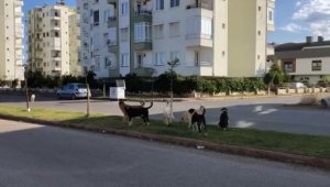 Antalya'da oteller bölgesinde başıboş köpek korkusu