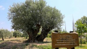 Asırlık zeytin ağaçlarının meyvesi, açık artırmayla satılacak