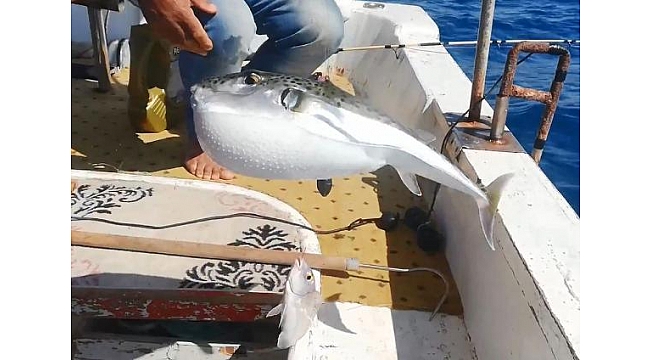 Balon balığına 'deniz ayakkabısı' tedbiri