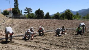 Çandır fasülyesi toprakla buluştu