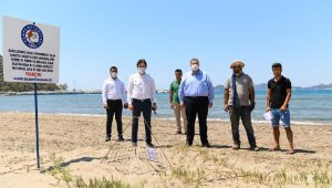 Carettalar belediye ve gönüllülerce korunuyor