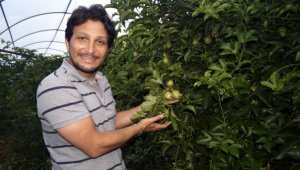 Çarkıfelek meyvesine yoğun talep