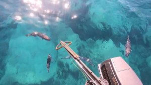 Çekim yaparken balon balığı parmağını koparıyordu