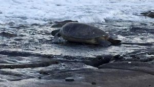 Deniz kaplumbağaları yumurta bırakmaya devam ediyor