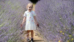 Denize 500 metrede lavanta şöleni