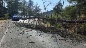 Devrilen ağaç yangına neden oldu