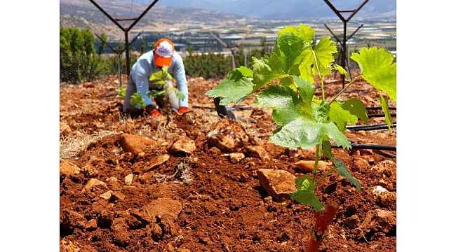 Elmalı MYO'dan sofralık üzüm yetiştiriciliğine katkı