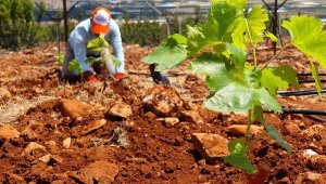 Elmalı MYO'dan sofralık üzüm yetiştiriciliğine katkı