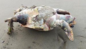 Hayalet ağlar caretta carettaları öldürüyor