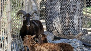 Hayvanat bahçesi yeni türleri ağırlıyor 