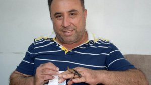 İş yerinin önünde bulduğu geyik böceğini korumaya aldı