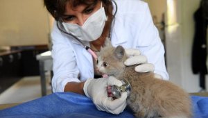 Kanalizasyondan kurtarıldı, 'Işık' adını aldı