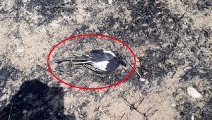 Karga yangına neden oldu