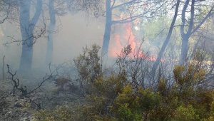 Kaş'ta orman yangını