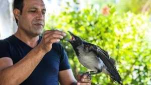 Kayıp kargasının boşluğunu, yavru kargayla doldurdu