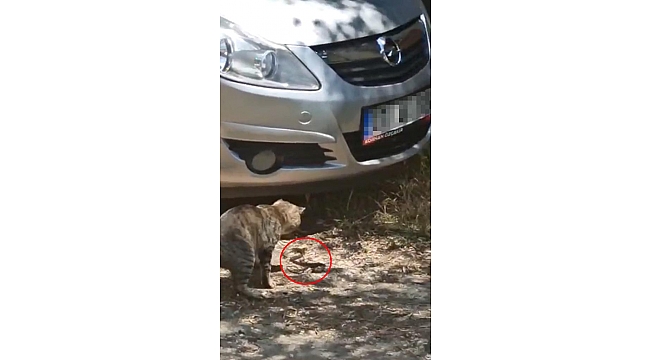 Kedinin patisiyle oynadığı yılan otomobile girdi, çıkarılamadı