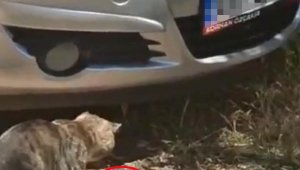 Kedinin patisiyle oynadığı yılan otomobile girdi, çıkarılamadı