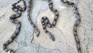 Kolide havasızlıktan ölen 4 piton, X-ray'de görüldü