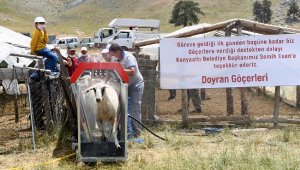 Konyaaltı'nda hayvan yetiştiricilerini mutlu eden hibe