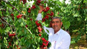 Kumlucalı Napolyon kirazı üreticileri, ihracatta hareketlenme bekliyor