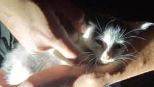 Motora sıkışan kediyi itfaiye kurtardı