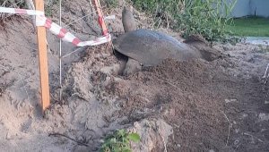 Nil kaplumbağası yuvasına özel koruma