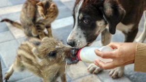 Ölümden dönen yavru yaban domuzunu biberonla besliyor