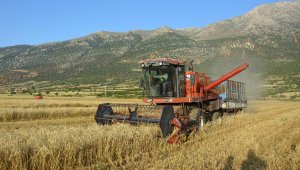 Ovada arpa hasadı başladı