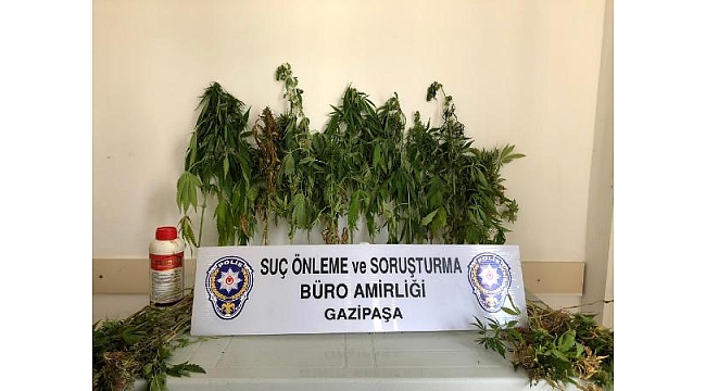 Polisten kenevir operasyonu