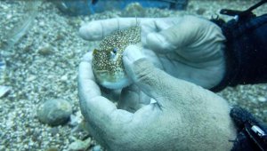 Prof. Dr. Gökoğlu: Balon balığı parmak koparabilir