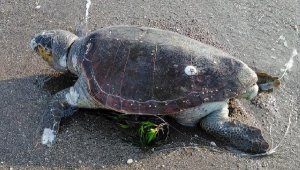 Sahilde deniz kaplumbağası ölü bulundu