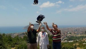 Sansar ve 2 karga yavrusu doğaya salındı