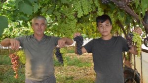 Serada kışın kabak, yazın üzüm üretiyor