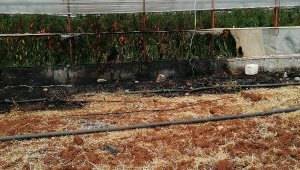 Seradaki yangını vatandaş söndürdü