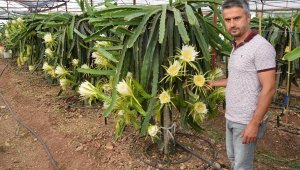 Serasında 15 bin ejder meyvesi üretecek