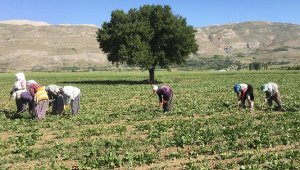 Tarım işçilerinin yoğun mesaisi