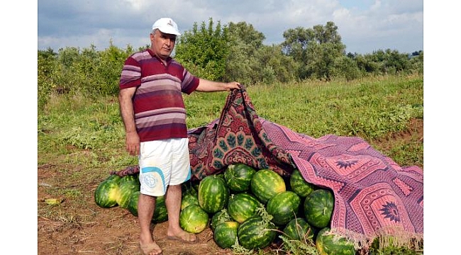 Tarlaya giren domuz sürüsü, 200 kilo karpuzu parçaladı