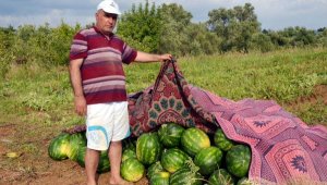 Tarlaya giren domuz sürüsü, 200 kilo karpuzu parçaladı