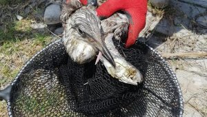 Tedavi edilen martı doğaya bırakıldı