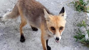 Tilkiyi 'gel pisi pisi' diye çağırıp, besliyor