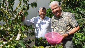 Tropikal bahçede kahve meyvesi yetiştirdi