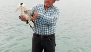 Yaralı balıkçıl tedavi edilerek doğaya bırakıldı