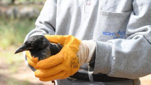 Yaralı kargaya yardım eli